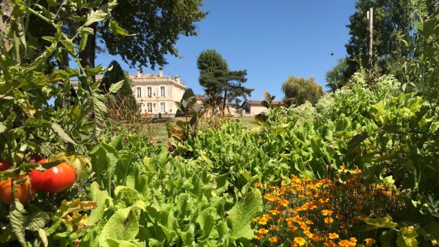 Encore une belle récolte au potager du Château de la Dauphine !