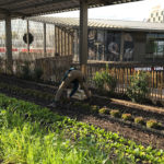 Création d’un mur comestible pour un jardin privé à Bordeaux