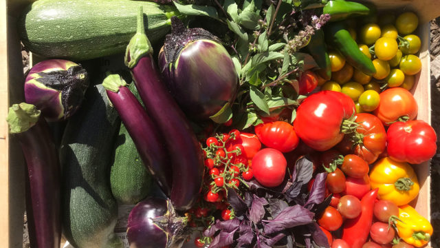 Tomates, aubergines, courgettes…